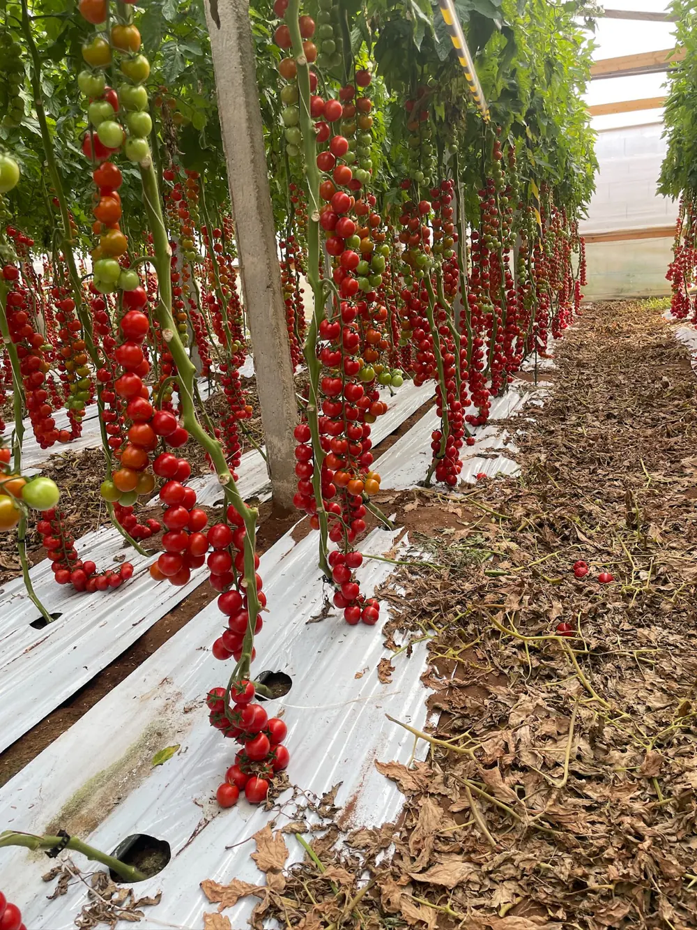 Rows of ripening cherry tomatoes in a greenhouse